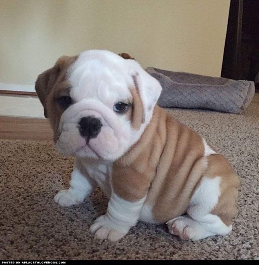 Super adorable English Bulldog puppies. Dublin