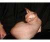 cute sphynxs kittens for sale