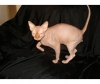 cute sphynxs kittens for sale