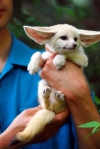 We have two lovely Fennec Fox available and Kinkajou for sale