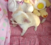 cute and lovely chihuahuapuppy for sale