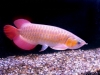 Quality Arowana fishes available for sale