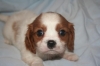 nice and friendly caviar king Charles spaniels for sale