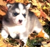 Male And Female Siberian Husky puppies Ready For New Homes