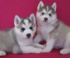 Male And Female Siberian Husky puppies Ready For New Homes