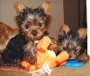 Super Cute Microchip and health guarantee Male and Female T-cup Yorkie puppies