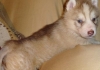 olinary siberian husky Puppies For Sale 
