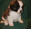 male and female Saint Bernard puppies for adoption.