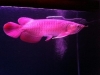 BUY AROWANA FISH NOW!!!!!PRICES REDUCED