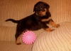 Gorgeous German Rottweiler puppies Male  &Female for  adoption 