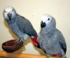 Talking home raised baby african grey parrots for adoption