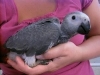 Young home raised talking african grey parrots for adoption