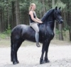 wonderful freizian horse for adoption(katevogen1980@hotmail.com)