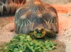Radiata-elegans-sulcatas-greek-and-other-land-tortoises-for-sale-
