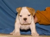 English bulldog puppies searching for new homes(katevogen1980@hotmail.com)