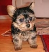  teacup Yorkie puppy for free home adoption