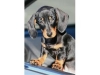 Miniature Dachshund Puppy 8 weeks old Smooth haired.