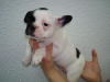 nice french bulldog puppies for adoption...