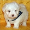 male and female maltese pups for new homes