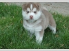 cute siberian husky puppies for adoption