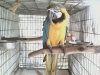 fantastic and well raised macaw for a good home