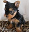 Pure breed Yorkshire Terrier Puppy