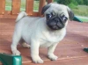 Cute female and Male Pug puppies for adoption