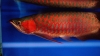 WE-HAVE-ALL-KINDS-of-arowana-fishes-for-sale