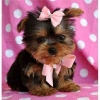 Top Quality Male and Female Yorkie puppies ready for a good home only.