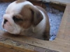 We have a male and a fmale Home raise English Bulldogl puppies for  Free Adoption.
