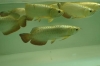 We supply best quality arowana fishes of all kinds