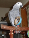  FULLY WEANED AFRICAN GREY BABIES FOR SALE