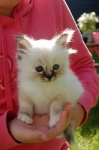  1 birma kitten for sale.
