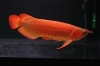  Best Quality Super red and many others arowanas fish for sale