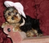 Cute Yorkie Puppies for Adoption