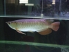Arowana-fishes-of-different-kinds-and-sizes-for-sale