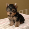 Male and female yorkie puppies for good home