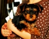 Extremely cute teacup yorkie puppies available for adoption