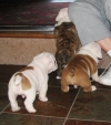 AKC REG English Bulldog Puppies For Adoption