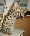 Savannah Kitten Available