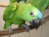 The Blue-fronted Amazon available.,,,,