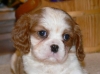  Gorgeous  Cavalier King Charles