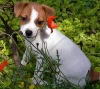 HOME TRAINED MALE AND FEMALE JACK RUSSELL TERRIER PUPPIES FOR HOME ADOPTION