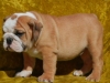 Akc Reg English Bulldog Puppies For Adoption