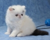 Adorable-Persian-Kittens-for-Sale-Please-Contact