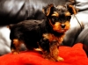 Excellent tecup yorkie puppies available for free adoption