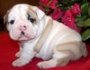 English Bull Dog Puppies For New Homes.