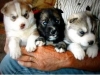 Good Looking Siberian Husky Puppies For Free Adoption. rush for it.!