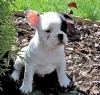 lovely french bull dog puppies