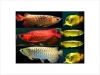 Asian super top grade ''A'' arowanas and many more for sale now!!!!!!!!!!!